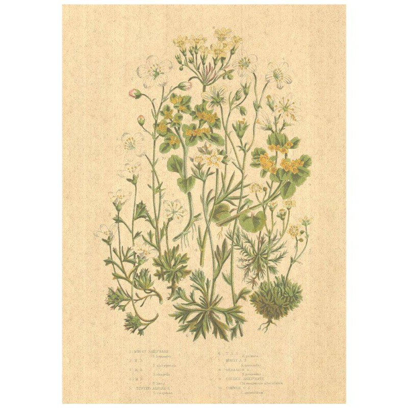 Flax Art Poster | Encyclopedia Wildflower B | FWP-AP-EN1B